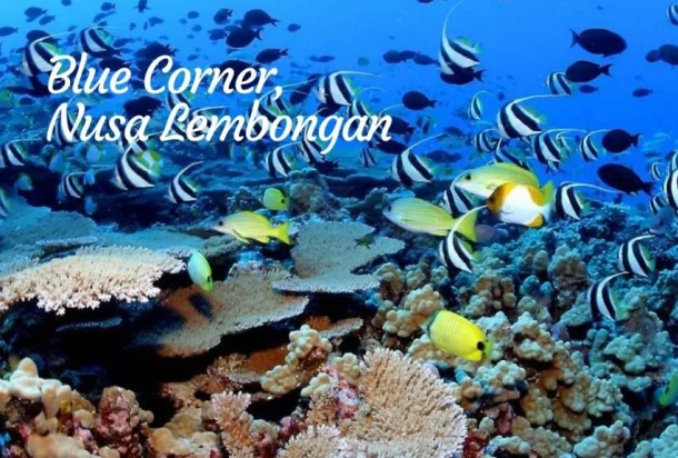 Blue Corner, Nusa Lembongan Blue Corner, Nusa Lembongan